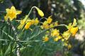 Daffodils, Pirianda Gardens IMG_7085